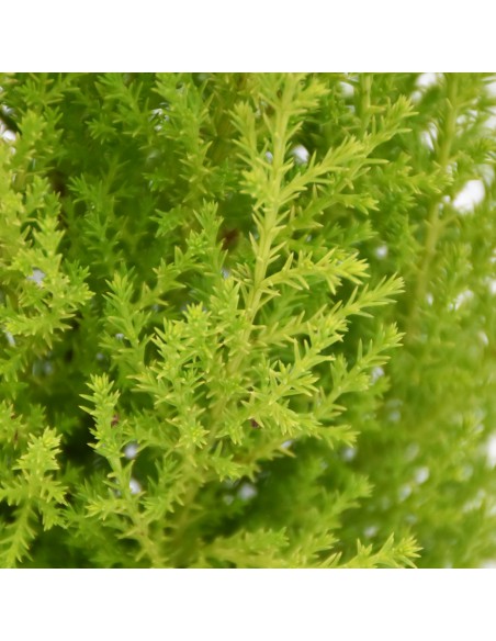 CUPRESSUS MACROCARPA "GOLDCREST WILMA" V. 13 cm