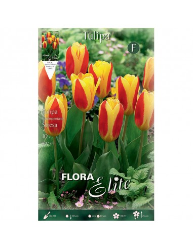 TULIPANO "STRESA" (kaufmanniana) 10 BULBI