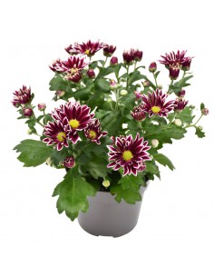 CRISANTEMO (INDICUM) "CIAO" diametro vaso 12 cm 2