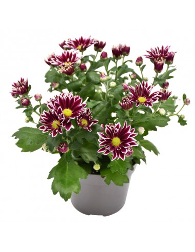 CRISANTEMO (INDICUM) "CIAO" diametro vaso 12 cm