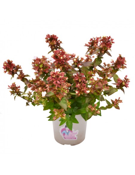 ABELIA ''LITTLE LADY'' diametro vaso 11 cm