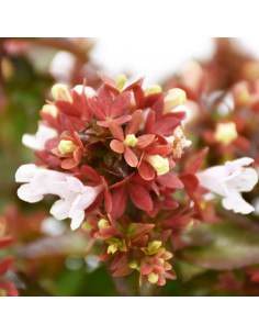 ABELIA ''LITTLE LADY'' diametro vaso 11 cm 2