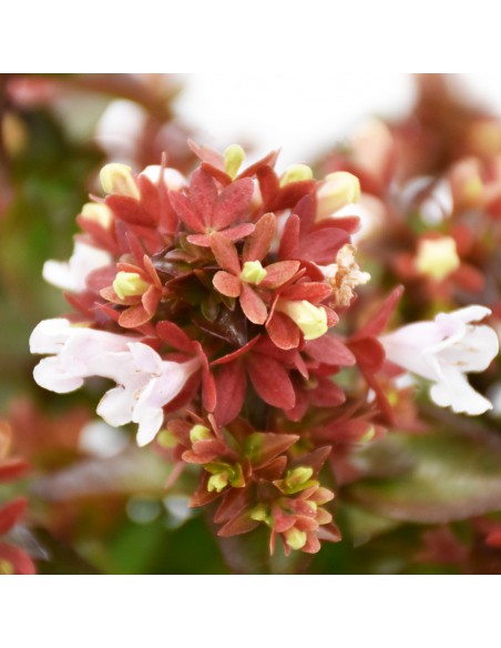 ABELIA ''LITTLE LADY'' diametro vaso 11 cm