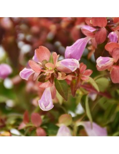 ABELIA ''LYNN PINKY BELLS'' diametro vaso 11 cm 2
