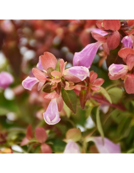 ABELIA ''LYNN PINKY BELLS'' diametro vaso 11 cm
