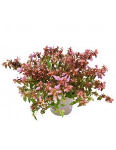 ABELIA ''LYNN PINKY BELLS'' diametro vaso 11 cm