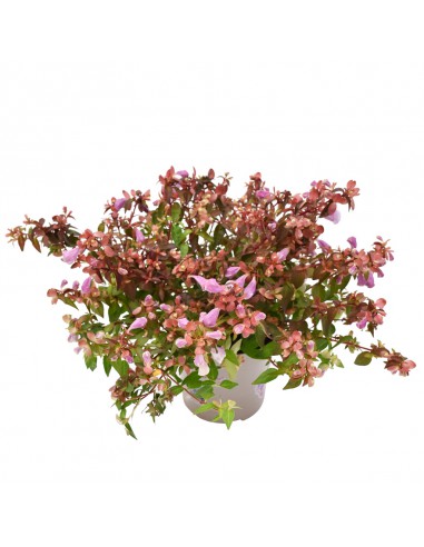 ABELIA ''LYNN PINKY BELLS'' diametro vaso 11 cm