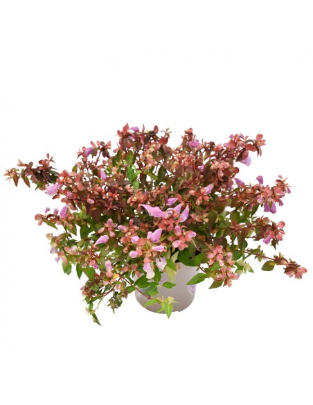 ABELIA ''LYNN PINKY BELLS'' diametro vaso 11 cm