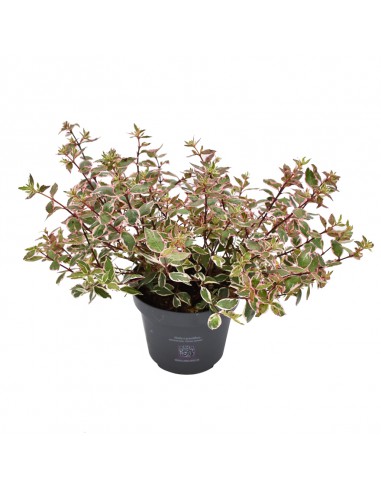 ABELIA ''PINK LADY'' diametro vaso 11 cm