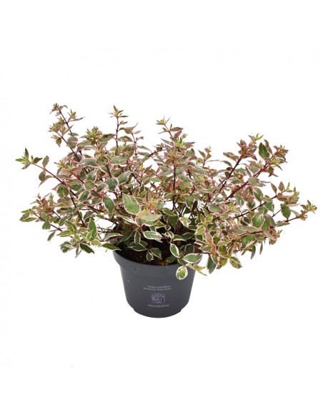 ABELIA ''PINK LADY'' diametro vaso 11 cm