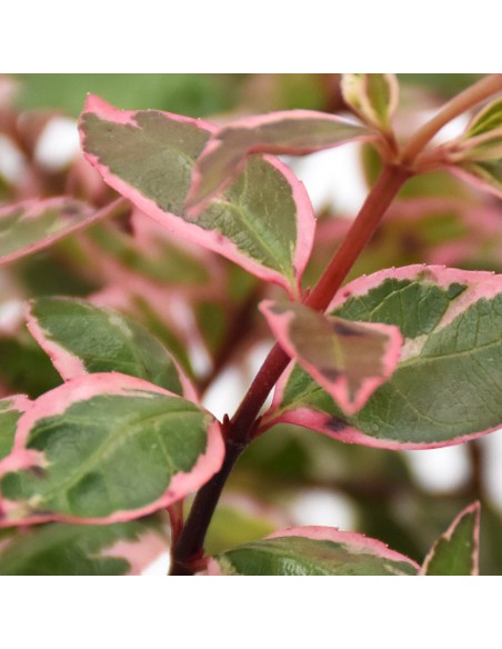 ABELIA ''PINK LADY'' diametro vaso 11 cm