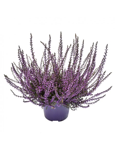 ERICA CALLUNA 'PICASSO VIOLET' diametro vaso 9.5 cm