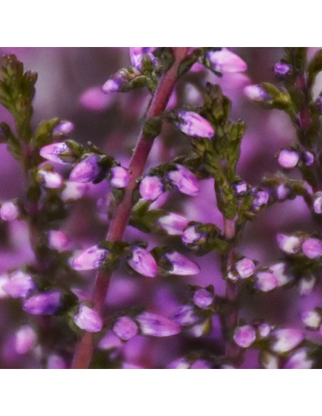 ERICA CALLUNA 'PICASSO VIOLET' diametro vaso 9.5 cm