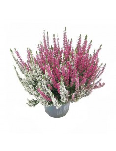 Erica Calluna Garden Girls Bicolor Vaso 12 cm | splendida