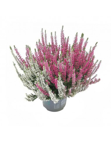 Erica Calluna Garden Girls Bicolor Vaso 12 cm | splendida