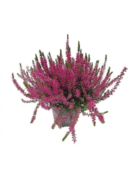 ERICA CALLUNA VULGARIS 'VIOLET' diametro vaso 11 cm