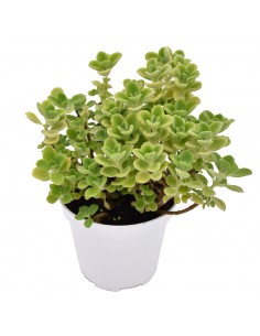 ORIGANO CUBANO diametro vaso 14 cm 2