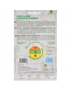 SEMI INVIDIA SCAROLA 'CARDONCELLO BARESE' 2