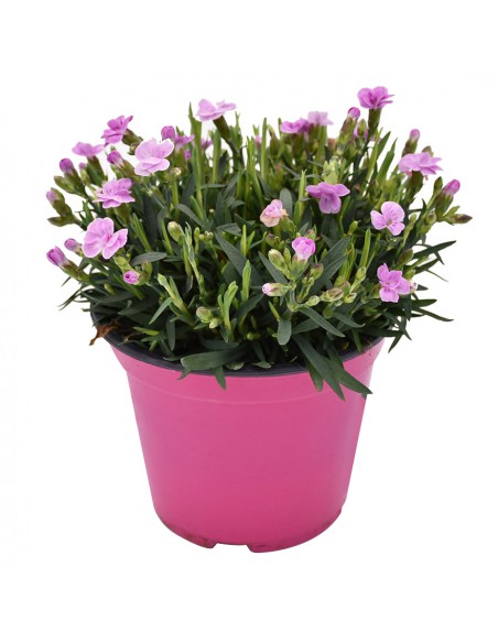GAROFANO "DIANTHUS PINK KISSES" diametro vaso 14 cm