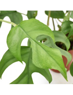 MONSTERA MINIMA "Rhaphidophora tetrasperma" vaso 12 cm 2