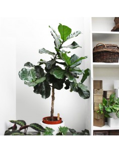 FICUS LYRATA diametro vaso 27 cm ALBERELLO