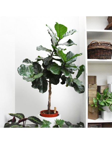 FICUS LYRATA diametro vaso 27 cm ALBERELLO