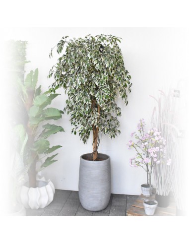 FICUS HAWAII VARIEGATED H180D105 cm