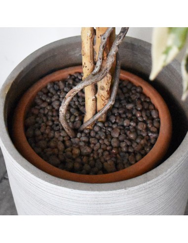 FICUS HAWAII VARIEGATED H180D105 cm