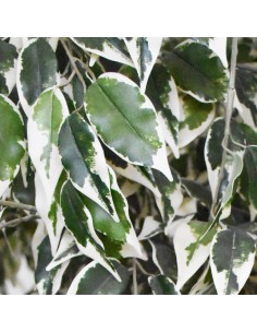 FICUS HAWAII VARIEGATED H180D105 cm 2
