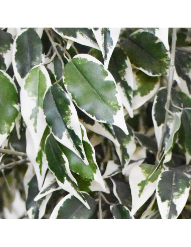 FICUS HAWAII VARIEGATED H180D105 cm