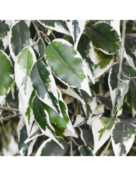 FICUS HAWAII VARIEGATED H180D105 cm