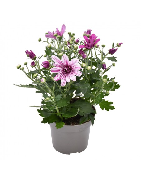 CRISANTEMO (INDICUM) "ARTISTIC ROSY" vaso 12 cm