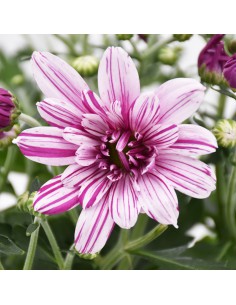 CRISANTEMO (INDICUM) "ARTISTIC ROSY" vaso 12 cm