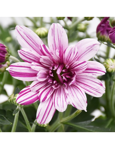 CRISANTEMO (INDICUM) "ARTISTIC ROSY" vaso 12 cm