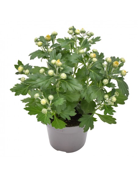 CRISANTEMO (INDICUM) "HOIHOI" diametro vaso 12 cm