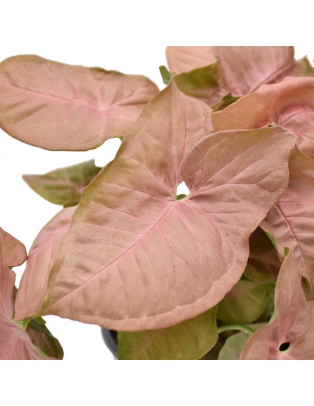 SYNGONIUM "RED HEART" diametro vaso 6 cm