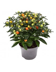 SOLANUM PSEUDOCAPSICUM diametro vaso 13 cm