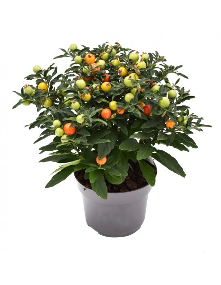 SOLANUM PSEUDOCAPSICUM diametro vaso 13 cm