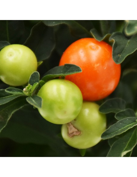 SOLANUM PSEUDOCAPSICUM diametro vaso 13 cm