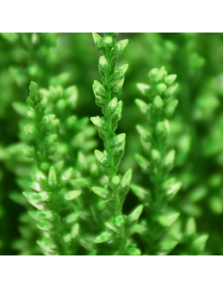 ERICA CALLUNA 'PICASSO GREEN' diametro vaso 9,5 cm