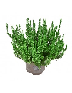 ERICA CALLUNA 'PICASSO GREEN' diametro vaso 9,5 cm