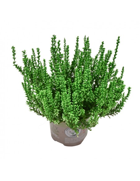 ERICA CALLUNA 'PICASSO GREEN' diametro vaso 9,5 cm