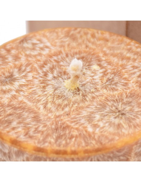 CANDELA CERA DI PALMA GIALLO MELONE (cilindro) 6,5X10 cm