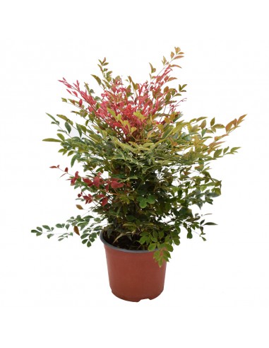 NANDINA DOMESTICA diametro vaso 18 cm