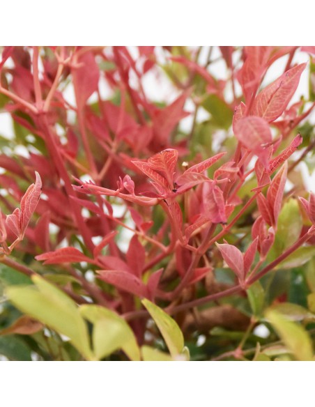 NANDINA DOMESTICA diametro vaso 18 cm