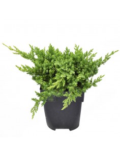 JUNIPERUS PROCUMBENS 'NANA' diametro vaso 17 cm