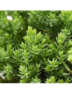JUNIPERUS PROCUMBENS 'NANA' diametro vaso 17 cm 2