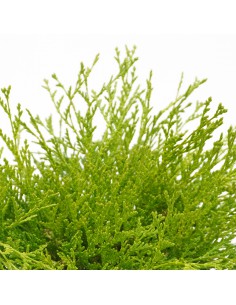 CHAMAECYPARIS OBTUSA KAMARACHIBA Diametro vaso 17 Cm 2