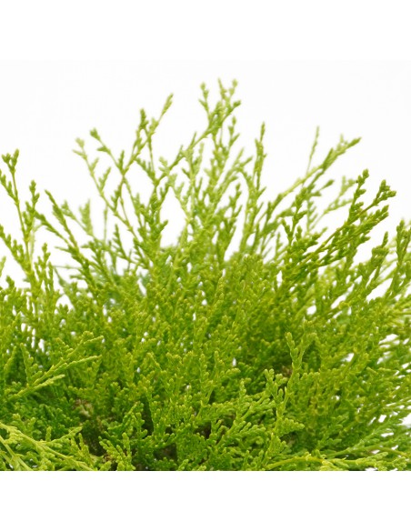 CHAMAECYPARIS OBTUSA KAMARACHIBA Diametro vaso 17 Cm
