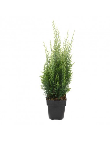 CHAMAECYPARIS LAWSONIANA WHITE SPOT Diametro vaso 17 Cm